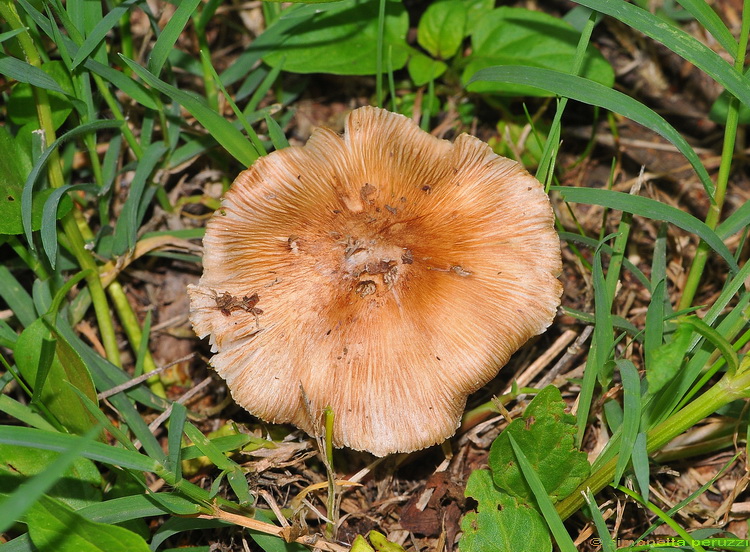 Inocybe sp. sotto betulla...